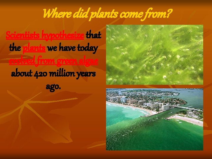 Where did plants come from? Scientists hypothesize that the plants we have today evolved Where did plants come from? Scientists hypothesize that the plants we have today evolved