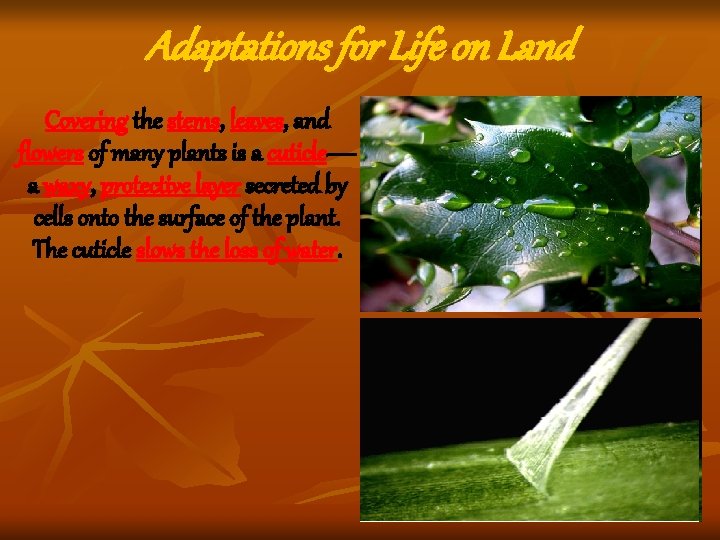 Adaptations for Life on Land Covering the stems, leaves, and flowers of many plants Adaptations for Life on Land Covering the stems, leaves, and flowers of many plants