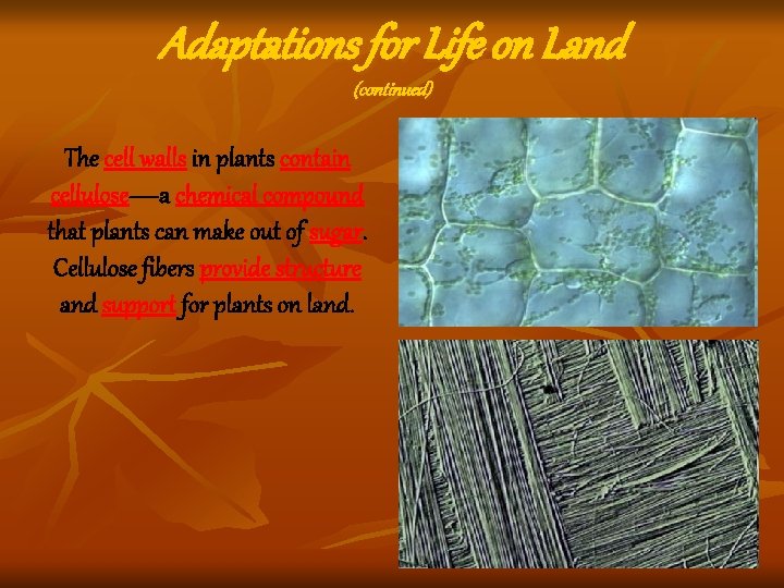 Adaptations for Life on Land (continued) The cell walls in plants contain cellulose—a chemical Adaptations for Life on Land (continued) The cell walls in plants contain cellulose—a chemical