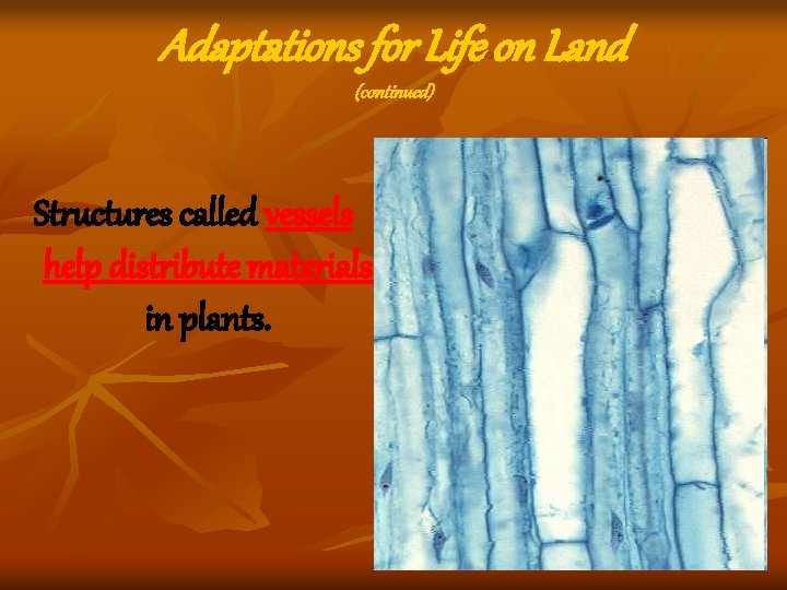 Adaptations for Life on Land (continued) Structures called vessels help distribute materials in plants. Adaptations for Life on Land (continued) Structures called vessels help distribute materials in plants.