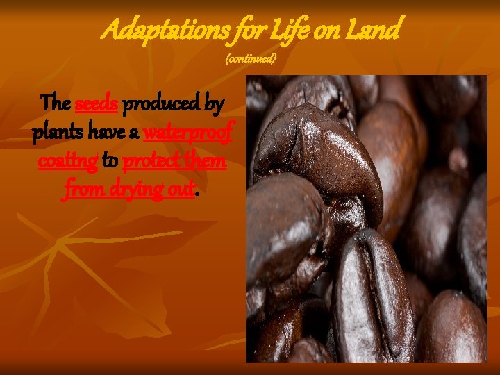 Adaptations for Life on Land (continued) The seeds produced by plants have a waterproof Adaptations for Life on Land (continued) The seeds produced by plants have a waterproof