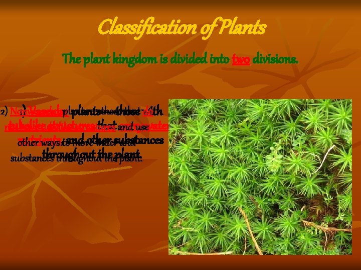 Classification of Plants The plant kingdom is divided into two divisions. 2) Nonvascular that Classification of Plants The plant kingdom is divided into two divisions. 2) Nonvascular that