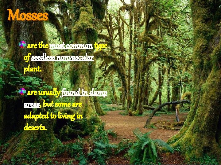 Mosses are the most common type of seedless nonvascular plant. are usually found in Mosses are the most common type of seedless nonvascular plant. are usually found in
