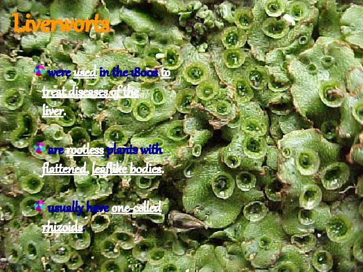 Liverworts were used in the 1800 s to treat diseases of the liver. are Liverworts were used in the 1800 s to treat diseases of the liver. are