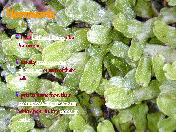 Hornworts have flattened bodies like liverworts. usually have only one chloroplast in each of Hornworts have flattened bodies like liverworts. usually have only one chloroplast in each of