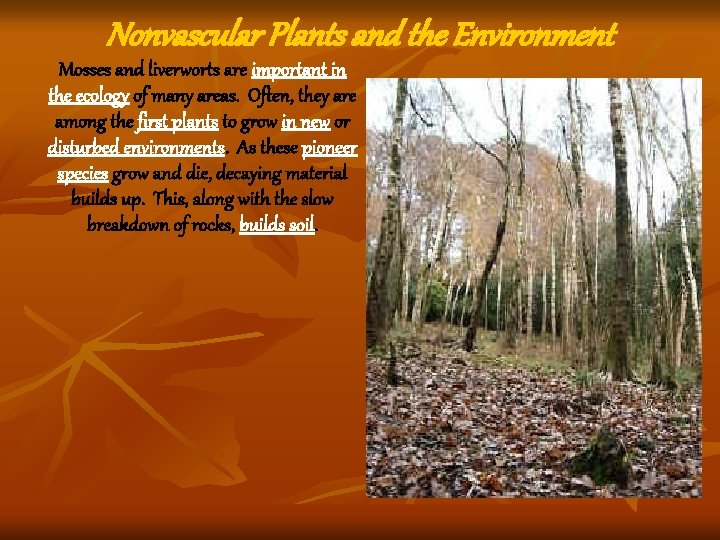Nonvascular Plants and the Environment Mosses and liverworts are important in the ecology of Nonvascular Plants and the Environment Mosses and liverworts are important in the ecology of