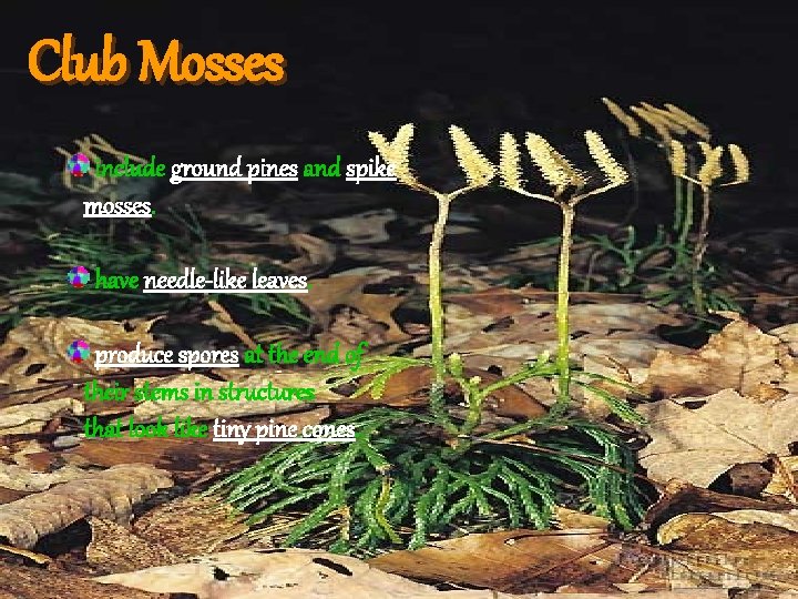 Club Mosses include ground pines and spike mosses. have needle-like leaves. produce spores at Club Mosses include ground pines and spike mosses. have needle-like leaves. produce spores at