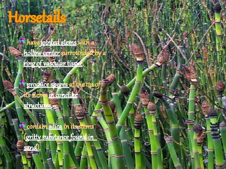Horsetails have jointed stems with a hollow center surrounded by a ring of vascular Horsetails have jointed stems with a hollow center surrounded by a ring of vascular