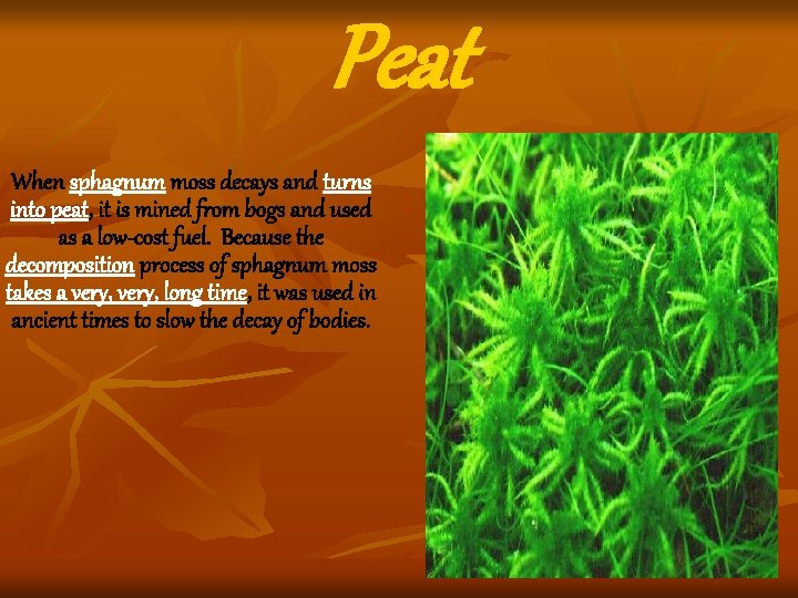 Peat When sphagnum moss decays and turns into peat, it is mined from bogs Peat When sphagnum moss decays and turns into peat, it is mined from bogs