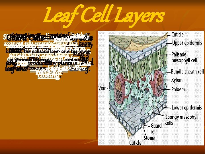 Leaf Cell Layers Spongy Layer— consists Epidermis—thin layer ofofofloosely cells on Palisade Layer—consists closely Leaf Cell Layers Spongy Layer— consists Epidermis—thin layer ofofofloosely cells on Palisade Layer—consists closely