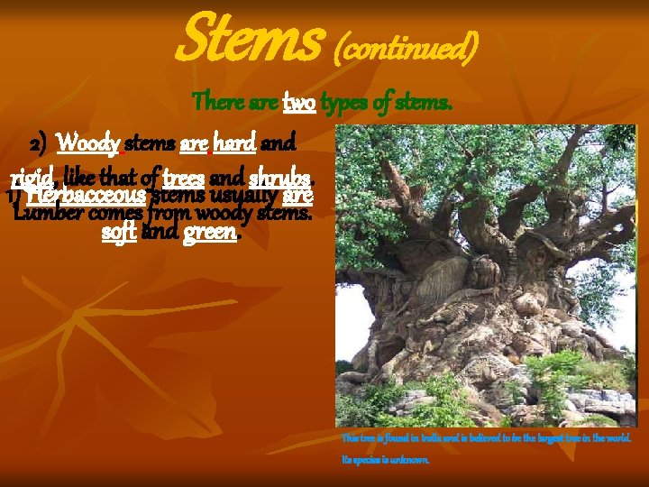 Stems (continued) There are two types of stems. 2) Woody stems are hard and Stems (continued) There are two types of stems. 2) Woody stems are hard and