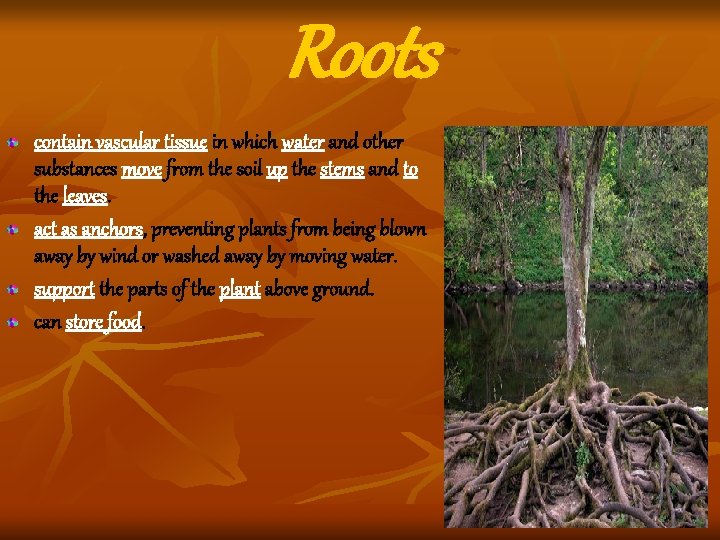 Roots contain vascular tissue in which water and other substances move from the soil Roots contain vascular tissue in which water and other substances move from the soil