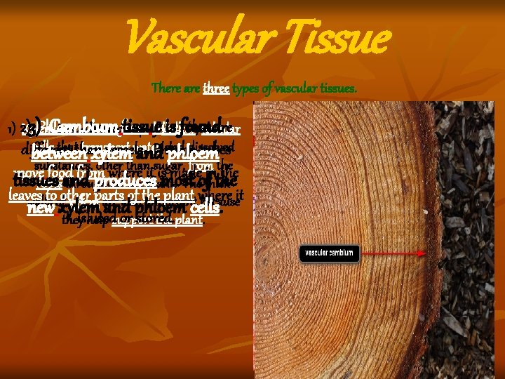 Vascular Tissue There are three types of vascular tissues. that are 3)Phloem Cambium tissue Vascular Tissue There are three types of vascular tissues. that are 3)Phloem Cambium tissue