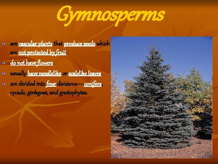 Gymnosperms are vascular plants that produce seeds which are not protected by fruit. do Gymnosperms are vascular plants that produce seeds which are not protected by fruit. do