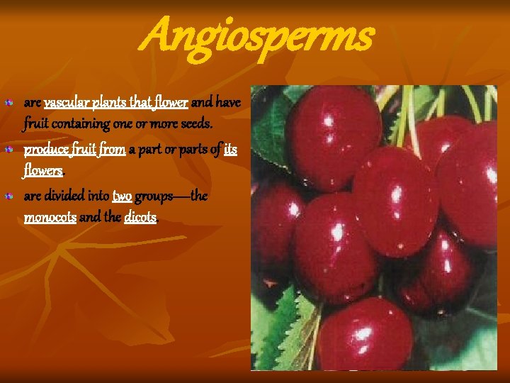 Angiosperms are vascular plants that flower and have fruit containing one or more seeds. Angiosperms are vascular plants that flower and have fruit containing one or more seeds.