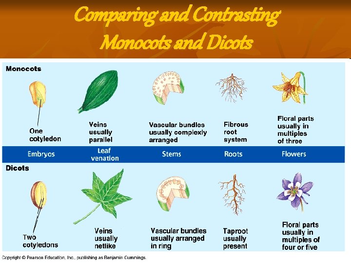 Comparing and Contrasting Monocots and Dicots Comparing and Contrasting Monocots and Dicots