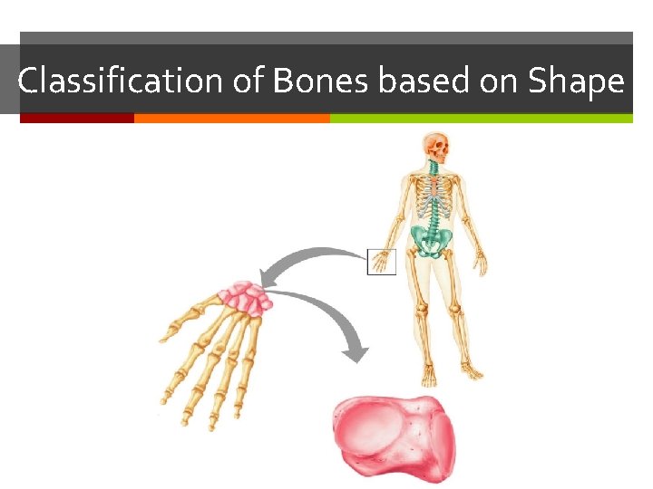 Classification of Bones based on Shape Classification of Bones based on Shape