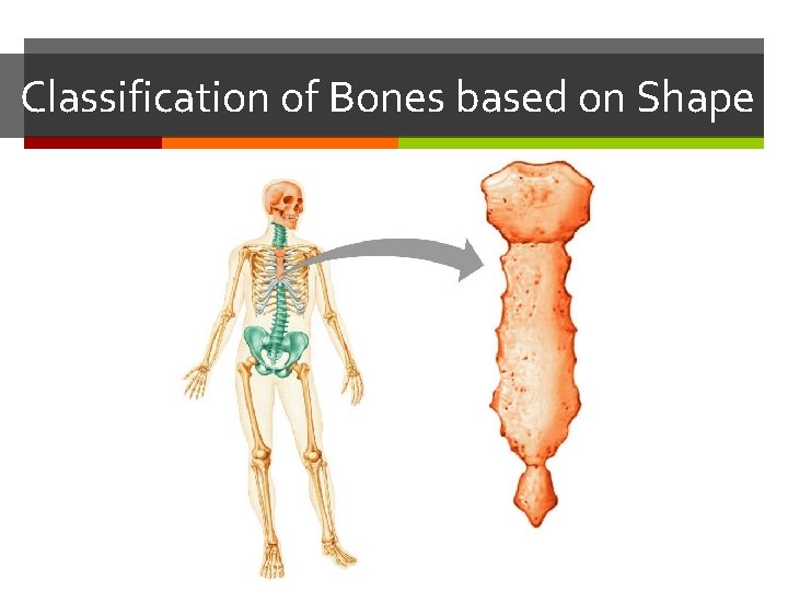 Classification of Bones based on Shape 