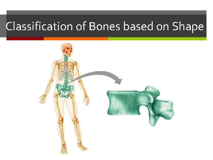 Classification of Bones based on Shape Classification of Bones based on Shape