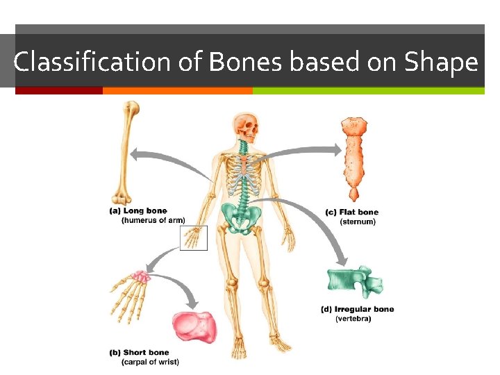 Classification of Bones based on Shape Classification of Bones based on Shape