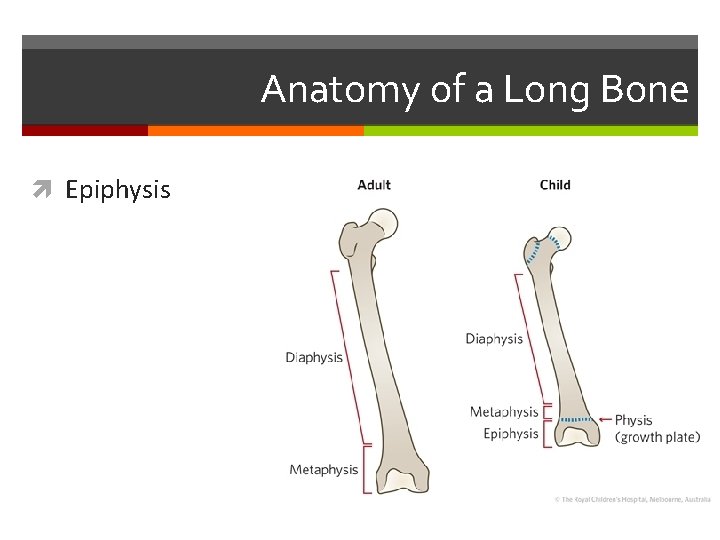 Anatomy of a Long Bone Epiphysis Anatomy of a Long Bone Epiphysis