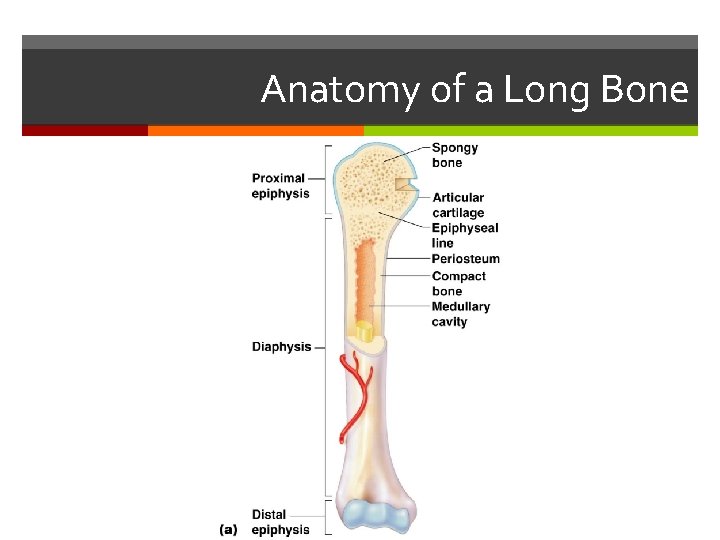 Anatomy of a Long Bone Anatomy of a Long Bone