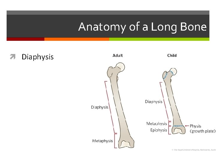 Anatomy of a Long Bone Diaphysis Anatomy of a Long Bone Diaphysis