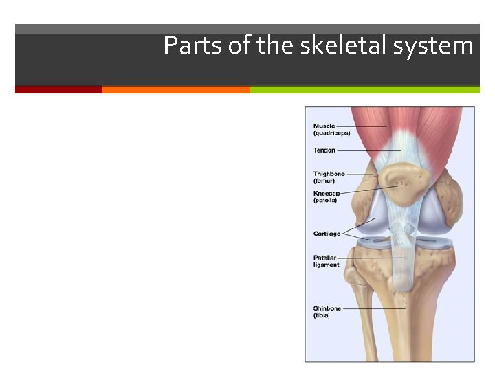 Parts of the skeletal system 