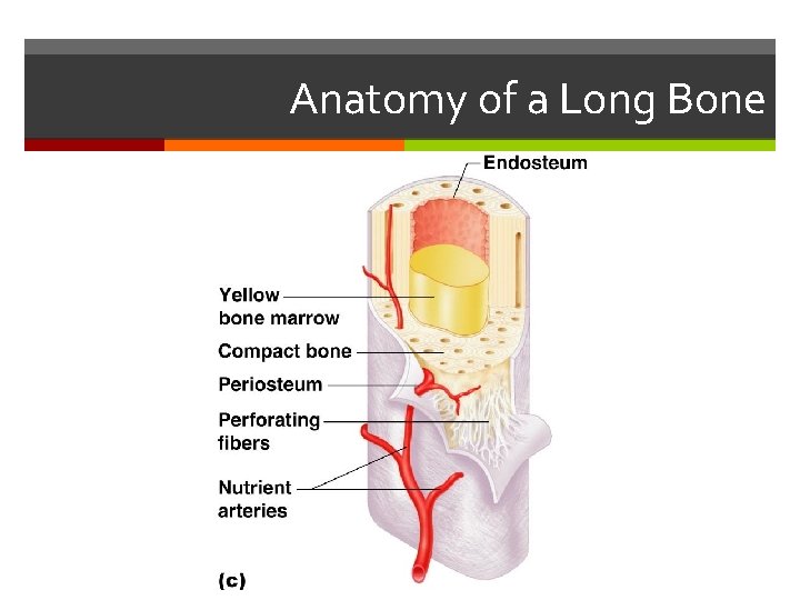 Anatomy of a Long Bone Anatomy of a Long Bone