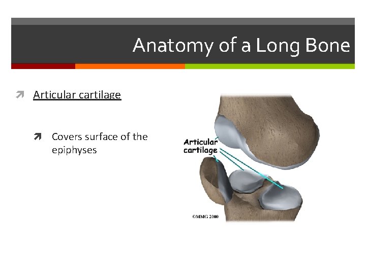 Anatomy of a Long Bone Articular cartilage Covers surface of the epiphyses Anatomy of a Long Bone Articular cartilage Covers surface of the epiphyses