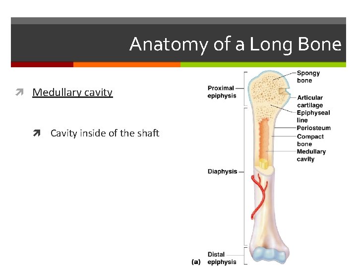 Anatomy of a Long Bone Medullary cavity Cavity inside of the shaft Anatomy of a Long Bone Medullary cavity Cavity inside of the shaft