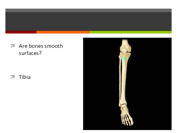  Are bones smooth surfaces? Tibia 