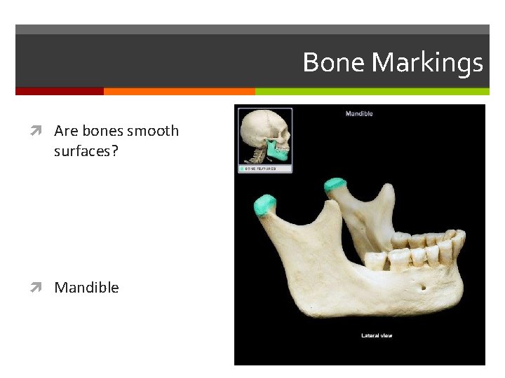 Bone Markings Are bones smooth surfaces? Mandible Bone Markings Are bones smooth surfaces? Mandible
