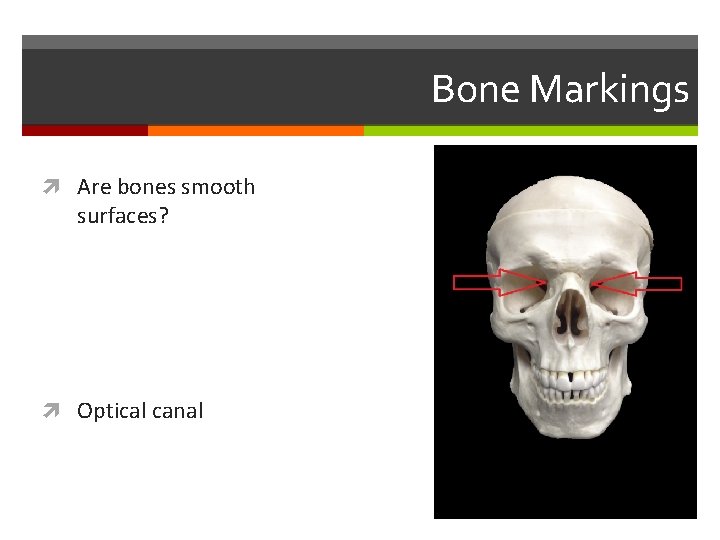 Bone Markings Are bones smooth surfaces? Optical canal 