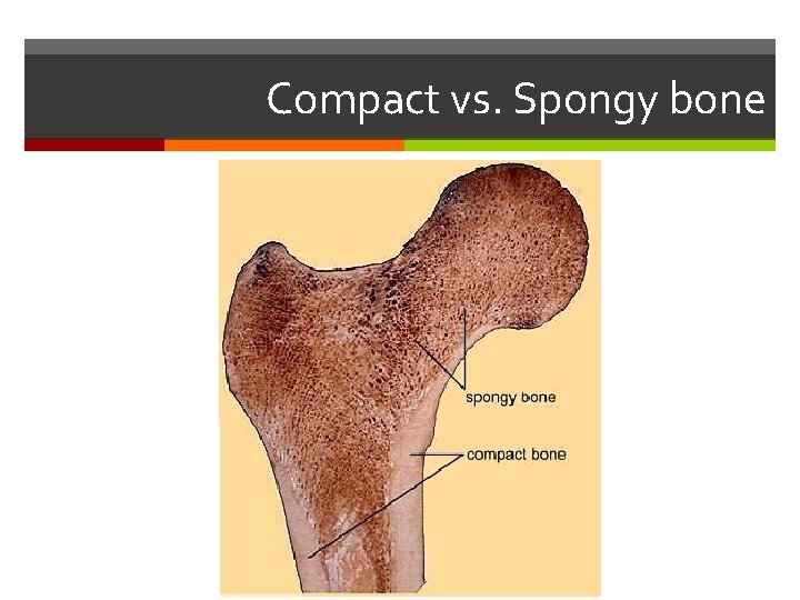 Compact vs. Spongy bone 