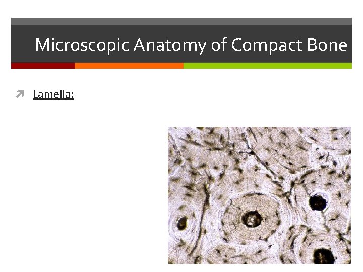 Microscopic Anatomy of Compact Bone Lamella: Microscopic Anatomy of Compact Bone Lamella: