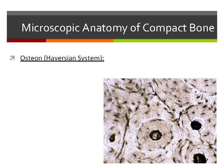 Microscopic Anatomy of Compact Bone Osteon (Haversian System): Microscopic Anatomy of Compact Bone Osteon (Haversian System):