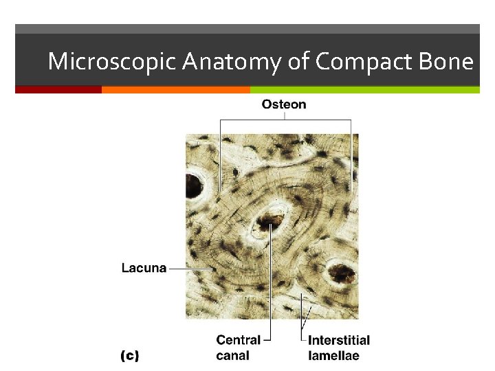 Microscopic Anatomy of Compact Bone Microscopic Anatomy of Compact Bone