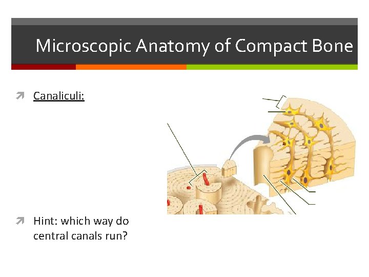 Microscopic Anatomy of Compact Bone Canaliculi: Hint: which way do central canals run? 