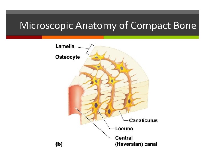 Microscopic Anatomy of Compact Bone Microscopic Anatomy of Compact Bone