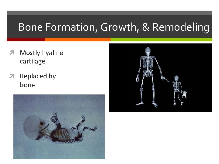 Bone Formation, Growth, & Remodeling Mostly hyaline cartilage Replaced by bone Bone Formation, Growth, & Remodeling Mostly hyaline cartilage Replaced by bone