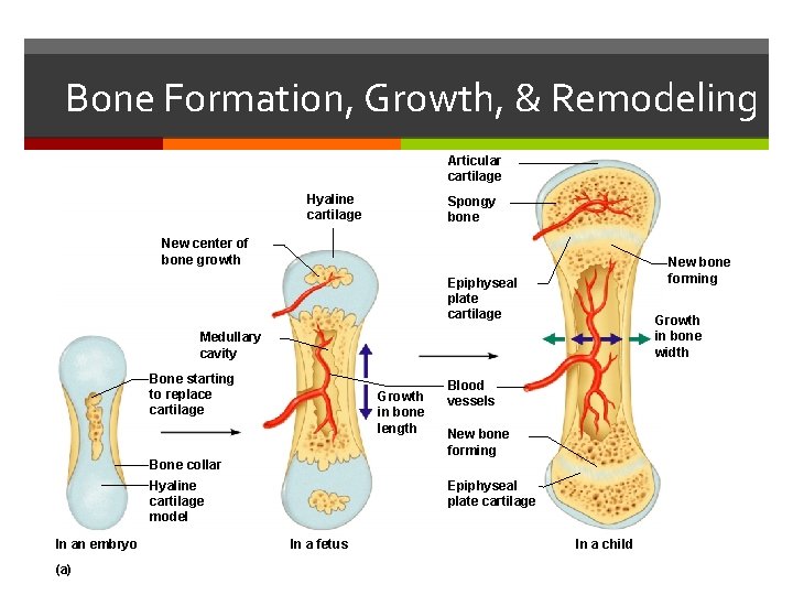 Bone Formation, Growth, & Remodeling Articular cartilage Hyaline cartilage Spongy bone New center of