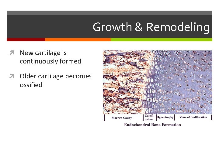 Growth & Remodeling New cartilage is continuously formed Older cartilage becomes ossified 