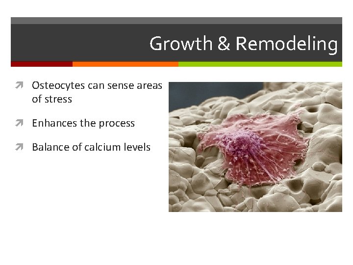 Growth & Remodeling Osteocytes can sense areas of stress Enhances the process Balance of