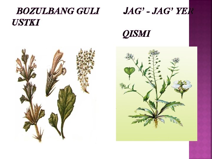 BOZULBANG GULI USTKI JAG’ - JAG’ YЕR QISMI 