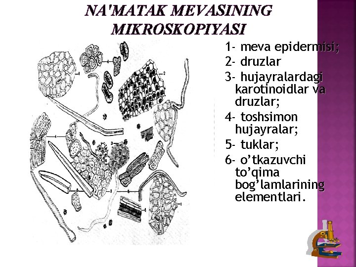 NA'MATAK MEVASINING MIKROSKOPIYASI 1 - meva epidermisi; 2 - druzlar 3 - hujayralardagi karotinoidlar