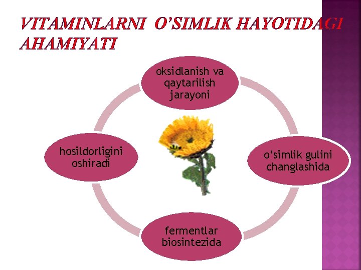 VITAMINLARNI O’SIMLIK HAYOTIDAGI AHAMIYATI oksidlanish va qaytarilish jarayoni hosildorligini oshiradi o’simlik gulini changlashida fermentlar VITAMINLARNI O’SIMLIK HAYOTIDAGI AHAMIYATI oksidlanish va qaytarilish jarayoni hosildorligini oshiradi o’simlik gulini changlashida fermentlar