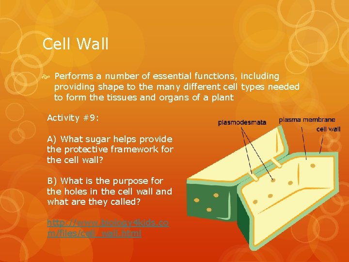 Cell Wall Performs a number of essential functions, including providing shape to the many