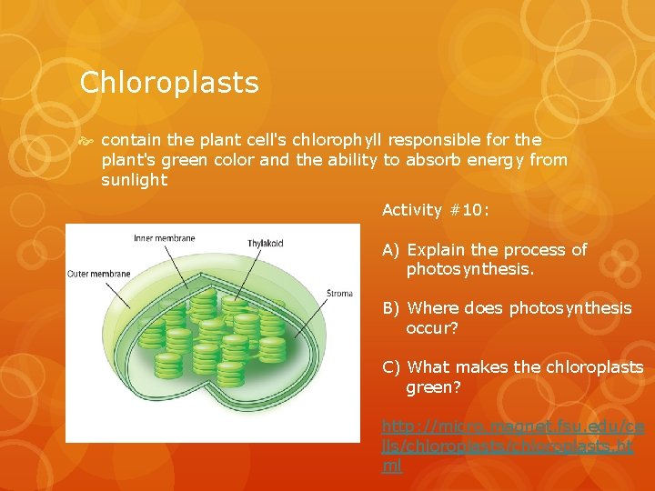 Chloroplasts contain the plant cell's chlorophyll responsible for the plant's green color and the