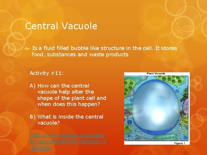 Central Vacuole Is a fluid filled bubble like structure in the cell. It stores